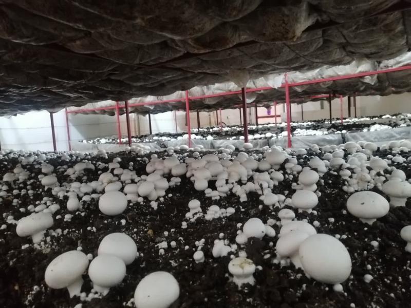 آغاز برداشت از سالن قارچ دانشکده