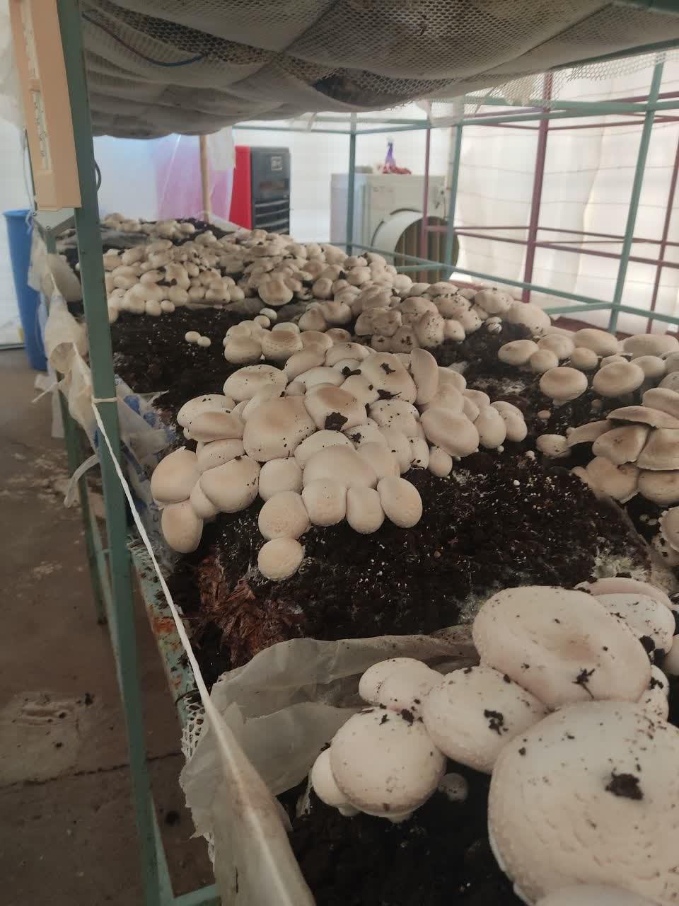 برداشت اولین دوره قارچ دکمه ای (Button mushroom) از سالن قارچ دانشکده کشاورزی