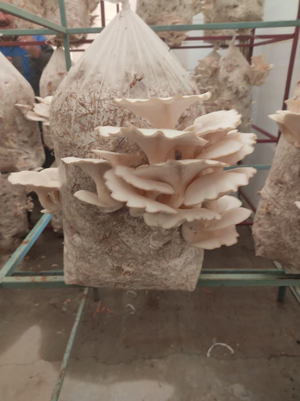 برداشت اولین دوره قارچ صدفی (Oyster mushroom) از سالن پرورش قارچ دانشکده کشاورزی دانشگاه مراغه